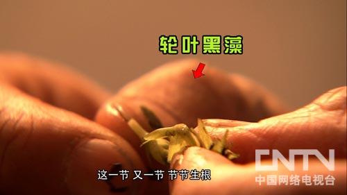 致富经养殖虾_致富经淡水虾养殖视频_致富经养虾