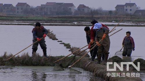 致富经淡水虾养殖视频_致富经养虾_致富经养殖虾