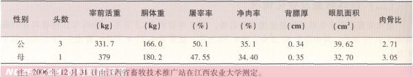 鄱阳湖水牛