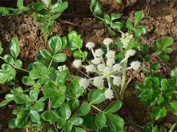 北沙参种植技术