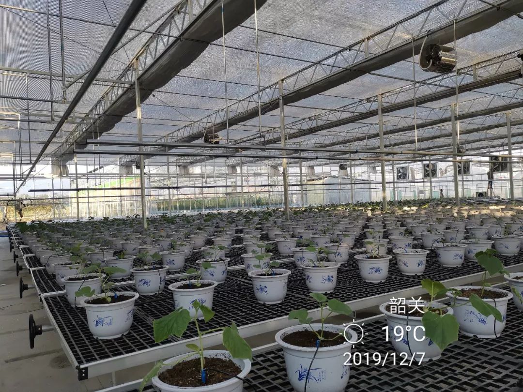 西瓜种植技术与管理技术视频_西瓜种植技术视频播放_西瓜种植培训技术视频