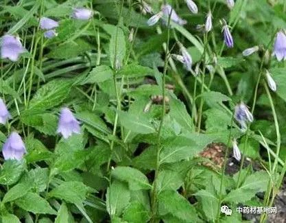 沙参的种植技术_种植沙参技术要求_种植沙参小视频