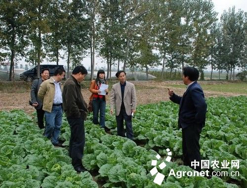 鹅蛋菌的营养成分表：“农业工厂”打造有机蔬菜品牌 上海“锦菜园”生产基地