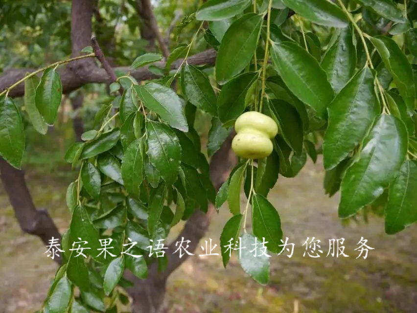 枣树苗,枣苗,枣树,6cm枣树种植技术