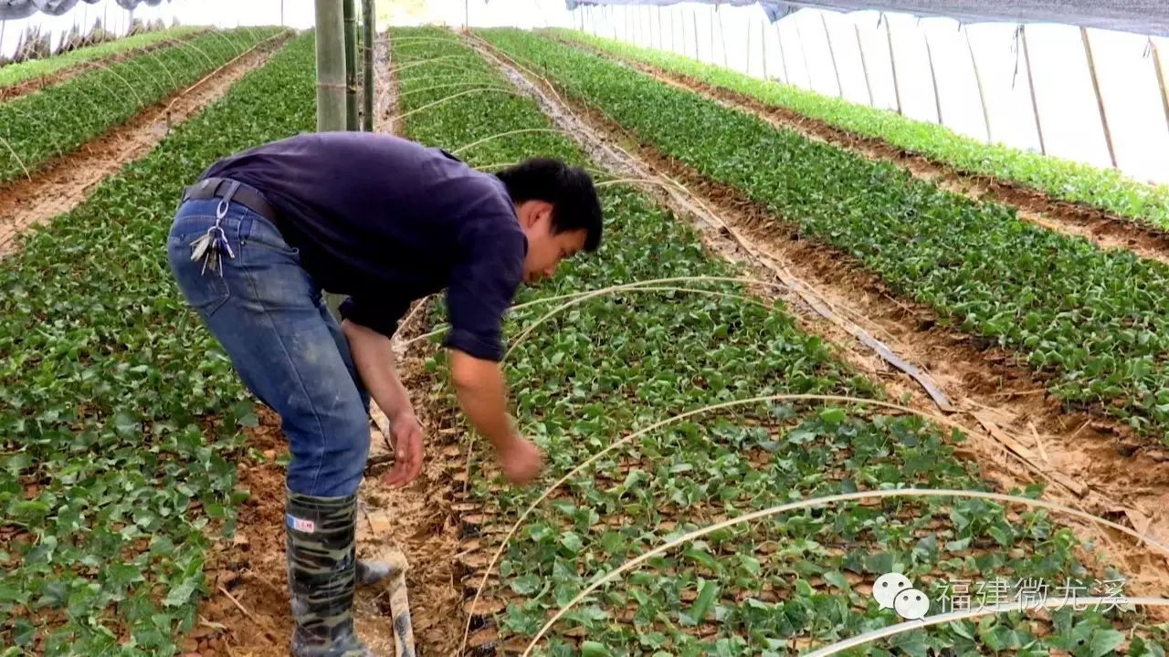 尤溪种植致富项目_尤溪蔬菜基地_尤溪县富农食用菌合作社