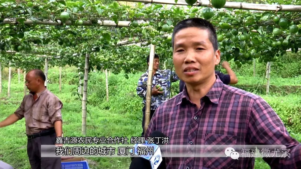 尤溪县富农食用菌合作社_尤溪种植致富项目_尤溪蔬菜基地