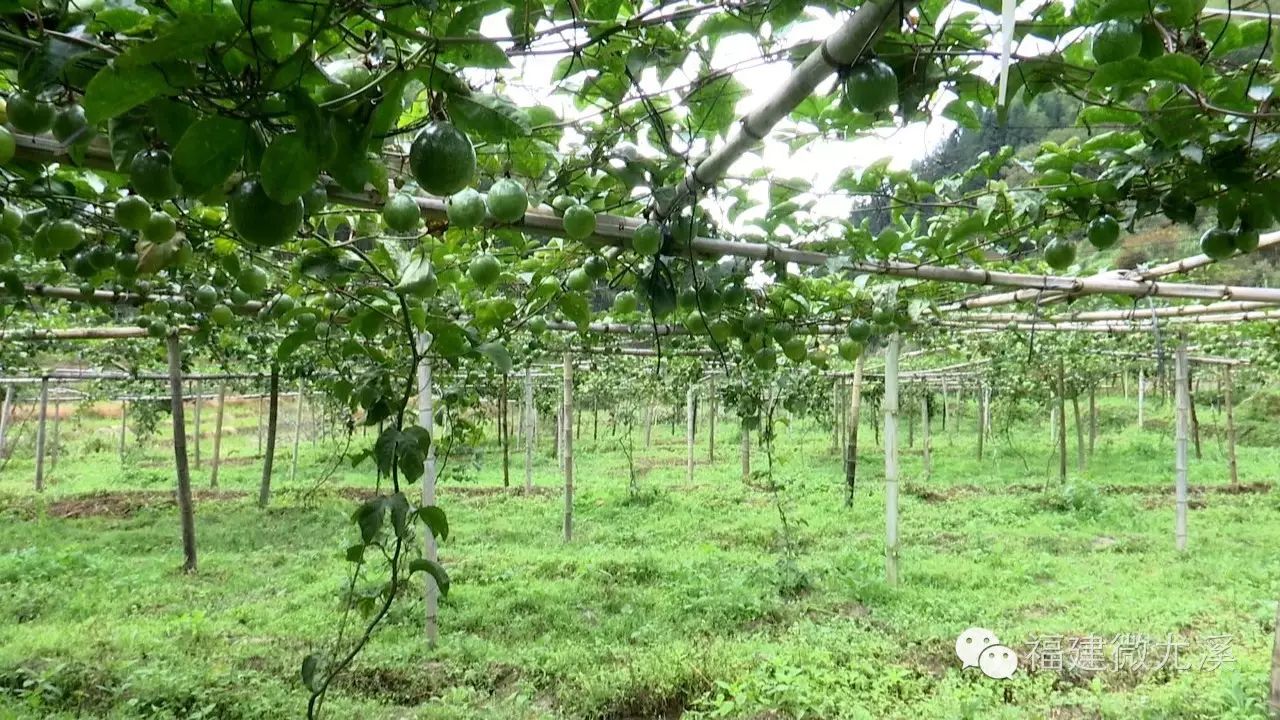 尤溪蔬菜基地_尤溪县富农食用菌合作社_尤溪种植致富项目