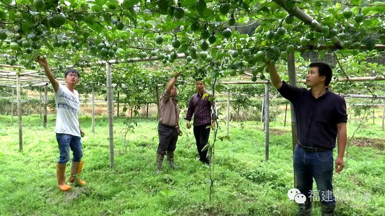 尤溪蔬菜基地_尤溪种植致富项目_尤溪县富农食用菌合作社