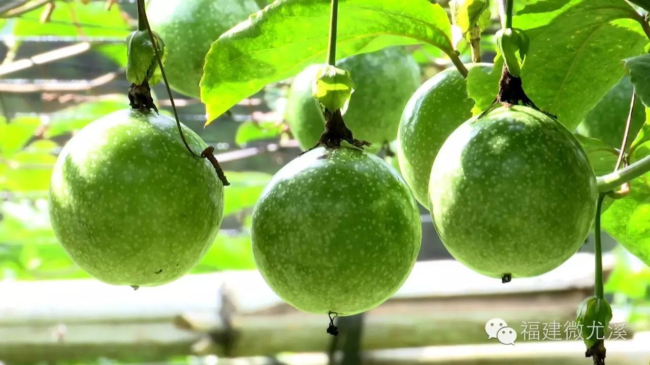 尤溪蔬菜基地_尤溪县富农食用菌合作社_尤溪种植致富项目