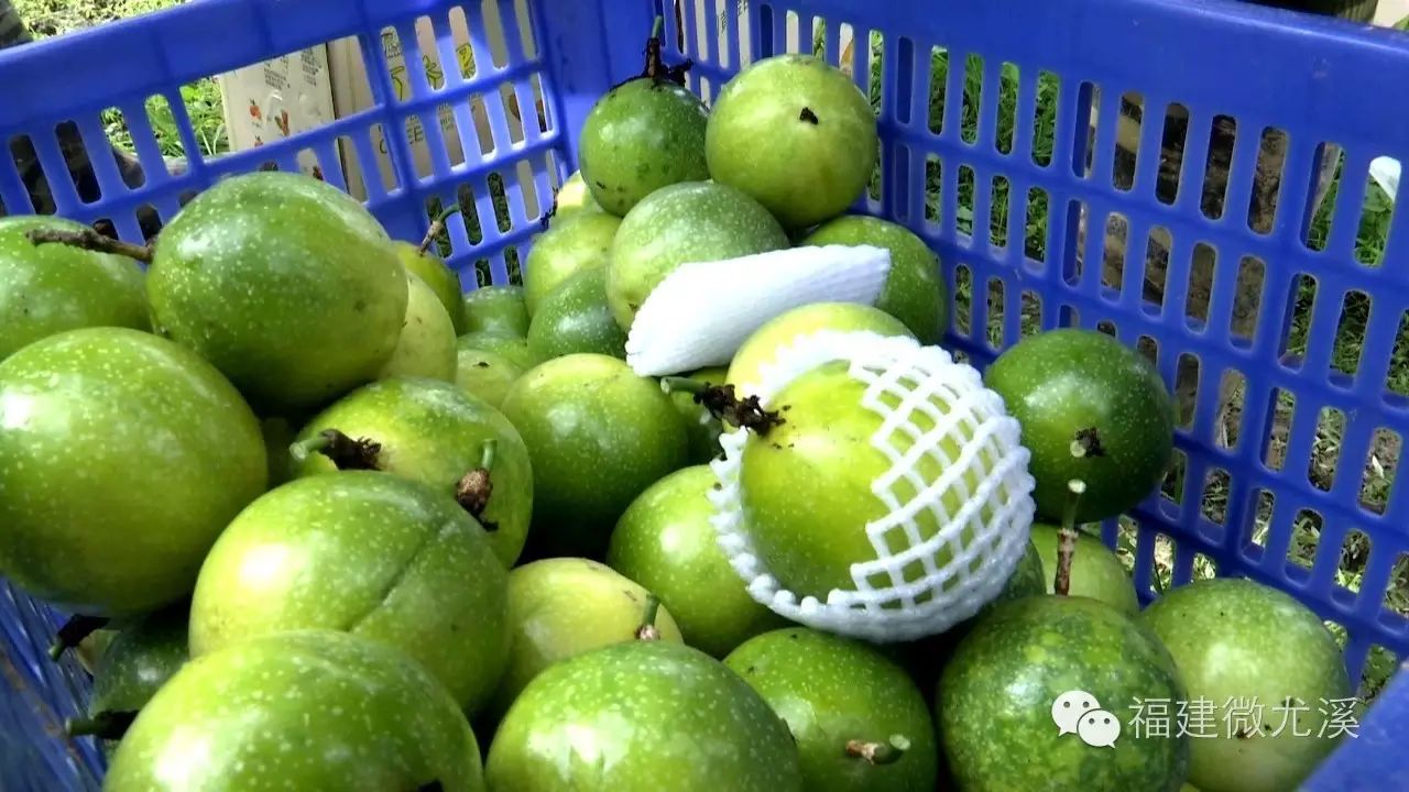 尤溪县富农食用菌合作社_尤溪蔬菜基地_尤溪种植致富项目