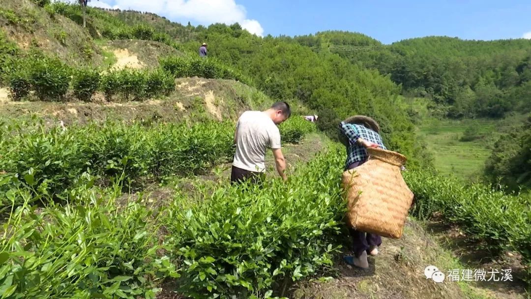 致富种植尤溪项目有哪些_尤溪种植致富项目_尤溪农产品