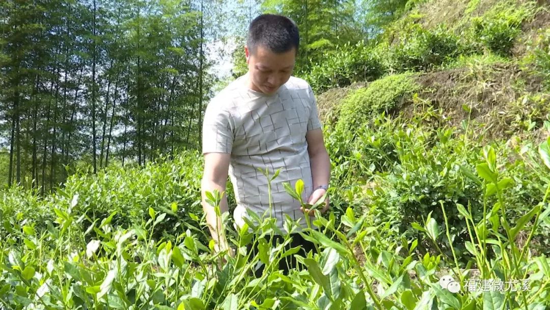 尤溪种植致富项目_致富种植尤溪项目有哪些_尤溪农产品