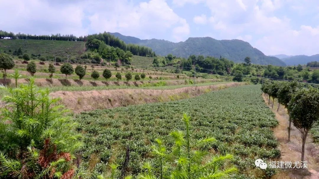 致富种植尤溪项目有哪些_尤溪农产品_尤溪种植致富项目