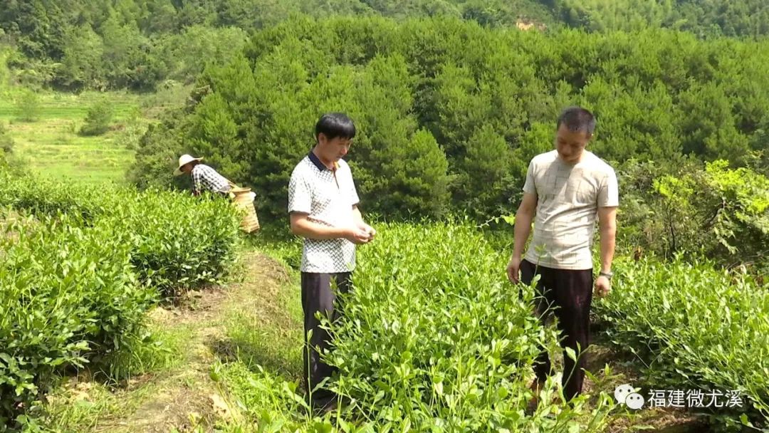 尤溪农产品_致富种植尤溪项目有哪些_尤溪种植致富项目