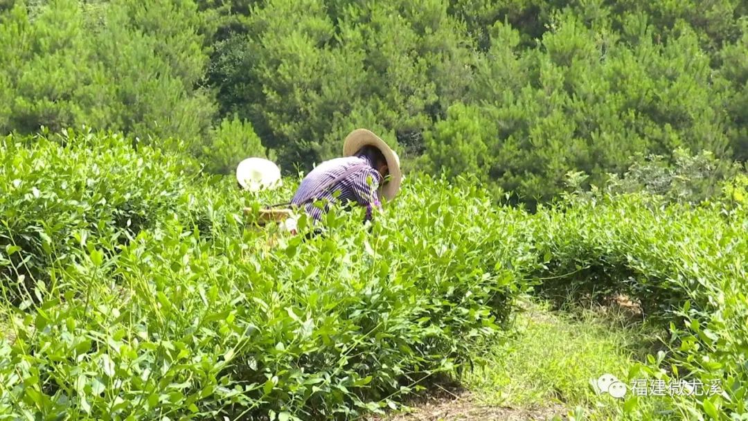 致富种植尤溪项目有哪些_尤溪农产品_尤溪种植致富项目