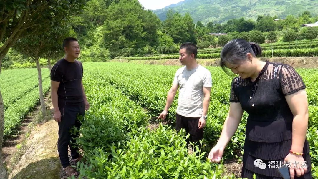 尤溪农产品_致富种植尤溪项目有哪些_尤溪种植致富项目