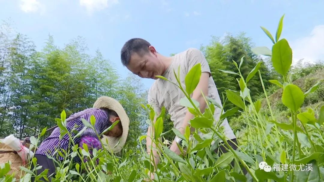 尤溪种植致富项目_致富种植尤溪项目有哪些_尤溪农产品