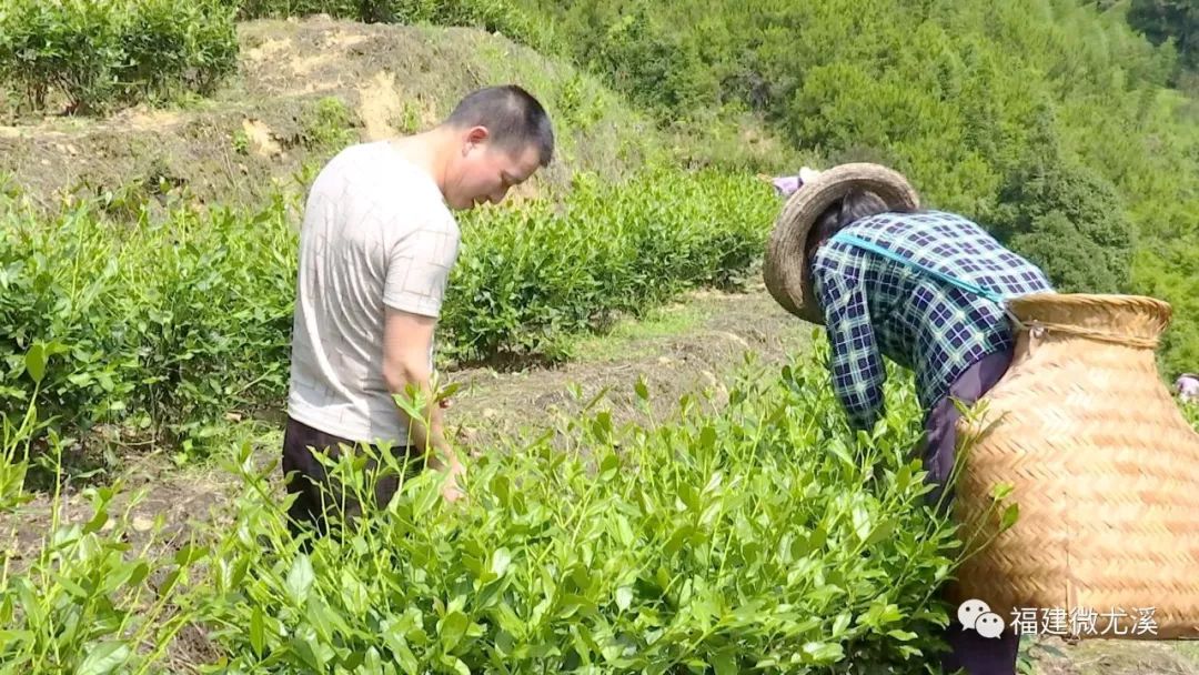 尤溪种植致富项目_尤溪农产品_致富种植尤溪项目有哪些