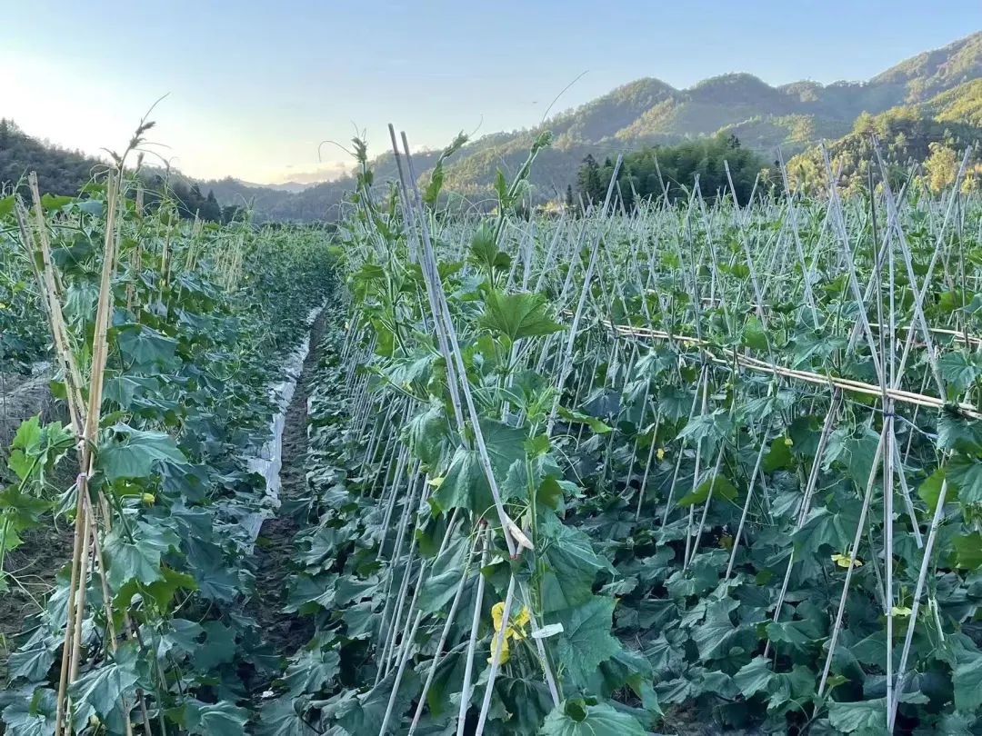 尤溪种植致富项目_尤溪农产品_尤溪蔬菜基地