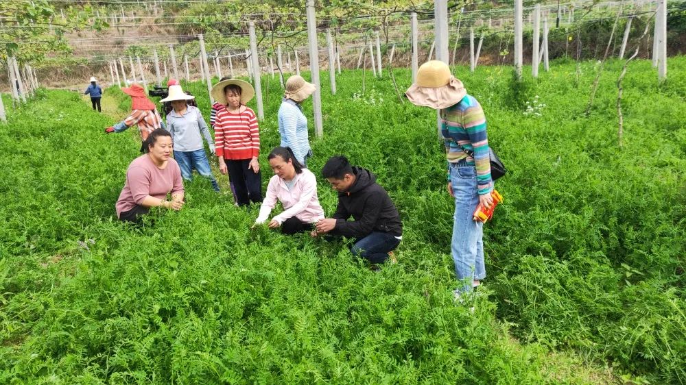 尤溪种植致富项目_尤溪蔬菜基地_尤溪农产品