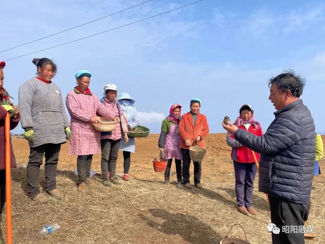 小萝卜种植致富_萝卜高产种植技术视频_萝卜种植效益怎样