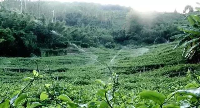 尤溪县富农食用菌专业合作社_尤溪种植致富项目_尤溪农产品