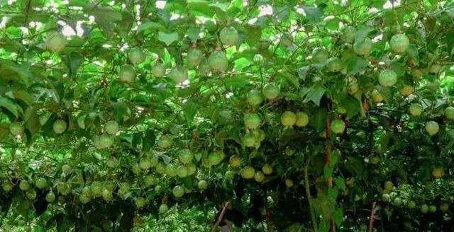 尤溪种植致富项目_尤溪农产品_尤溪县富农食用菌专业合作社