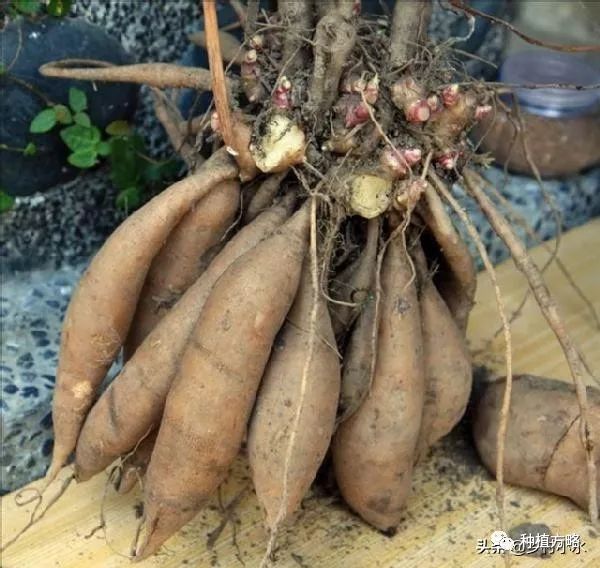 湖南雪莲果种植技术_湖南雪莲种植果技术与管理_湖南雪莲种植果技术要求