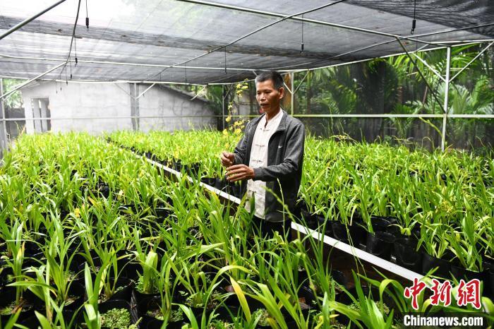 城固种植兰花致富_养兰花致富_致富经兰花种植视频