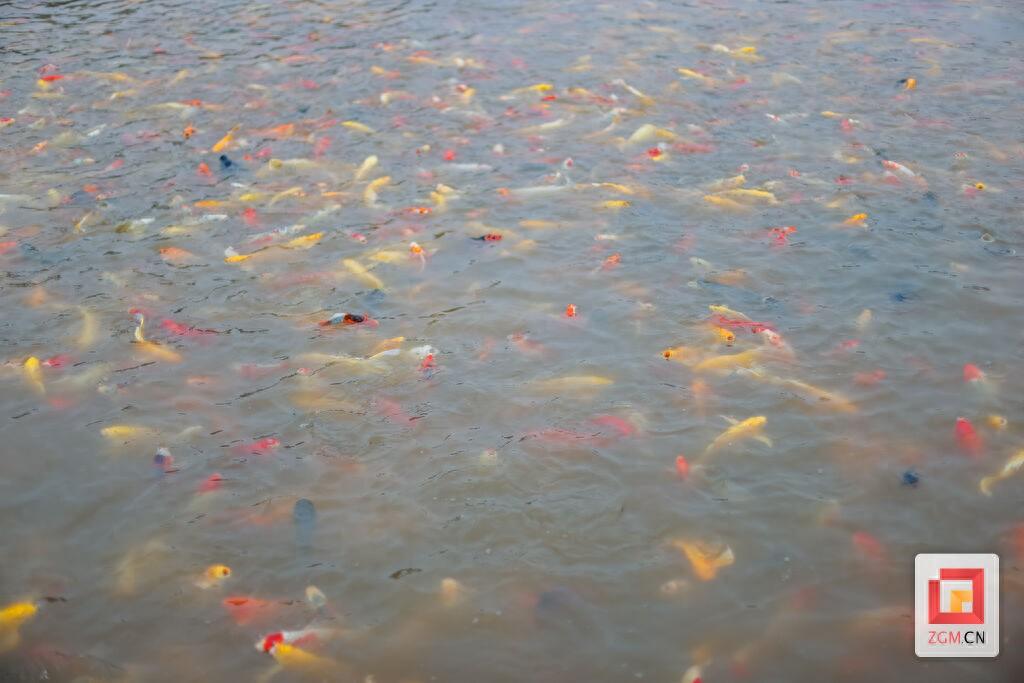 致富养殖水坑项目介绍_致富养殖水坑项目招标_水坑养殖致富项目