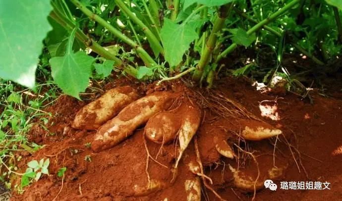 湖南雪莲种植果技术与管理_湖南雪莲果种植基地_湖南雪莲果种植技术