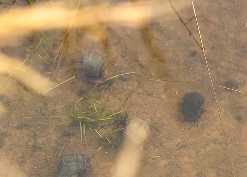 致富养殖水坑项目招标_水坑养殖致富项目_致富养殖水坑项目介绍