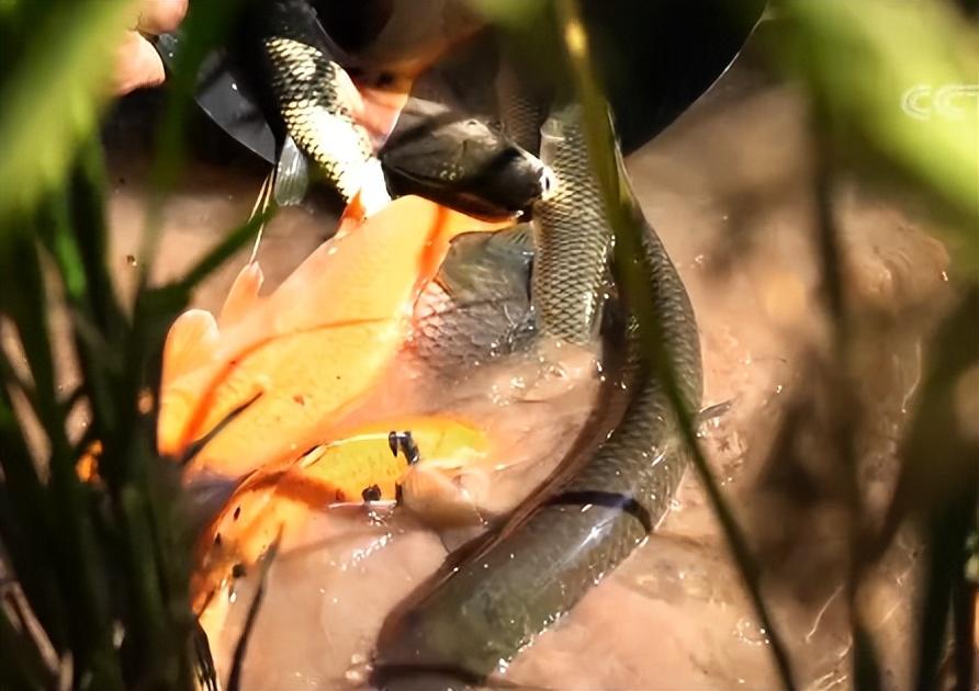 水坑养殖致富项目_致富养殖水坑项目招标_致富养殖水坑项目介绍