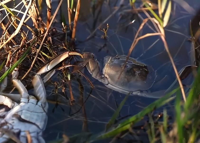 致富养殖水坑项目介绍_致富养殖水坑项目招标_水坑养殖致富项目