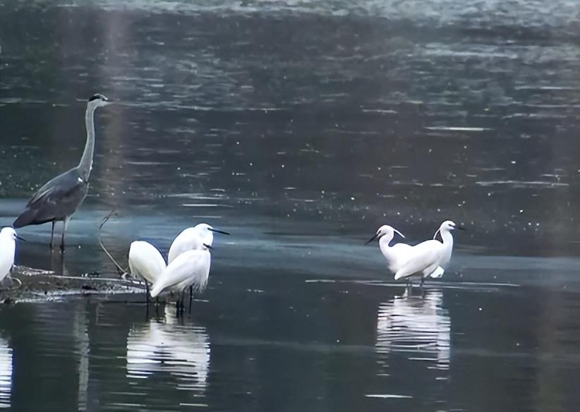 致富养殖水坑项目介绍_致富养殖水坑项目招标_水坑养殖致富项目