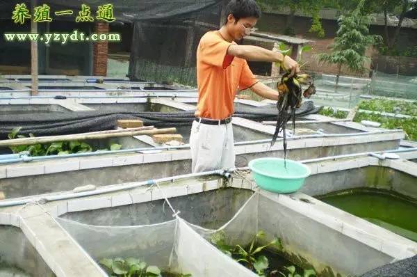 学习黄鳝养殖技术_黄鳝养殖技术全流程_养殖黄鳝技术在哪里可以学到