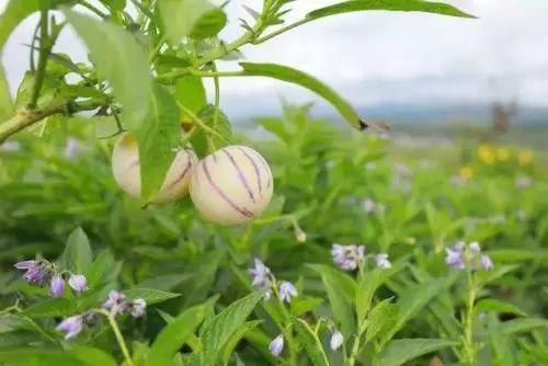 人参种植果技术与管理_人参果种植技术_人参种植果技术要求