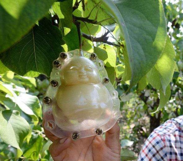 人参种植果技术视频_人参果种植技术_人参种植果技术要求