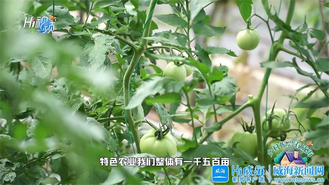 致富种植_致富经买树_致富经种树