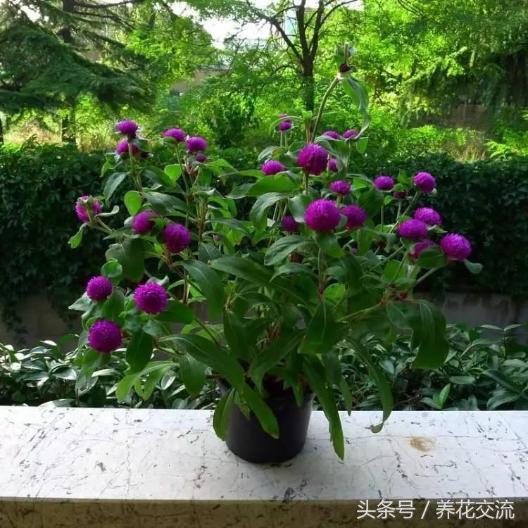 草花种植方案_草花种植养护管理技术_种植草花养护管理技术规程