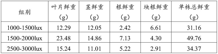 一种提升三叶青块根中黄酮含量的室内光照控制方法与流程