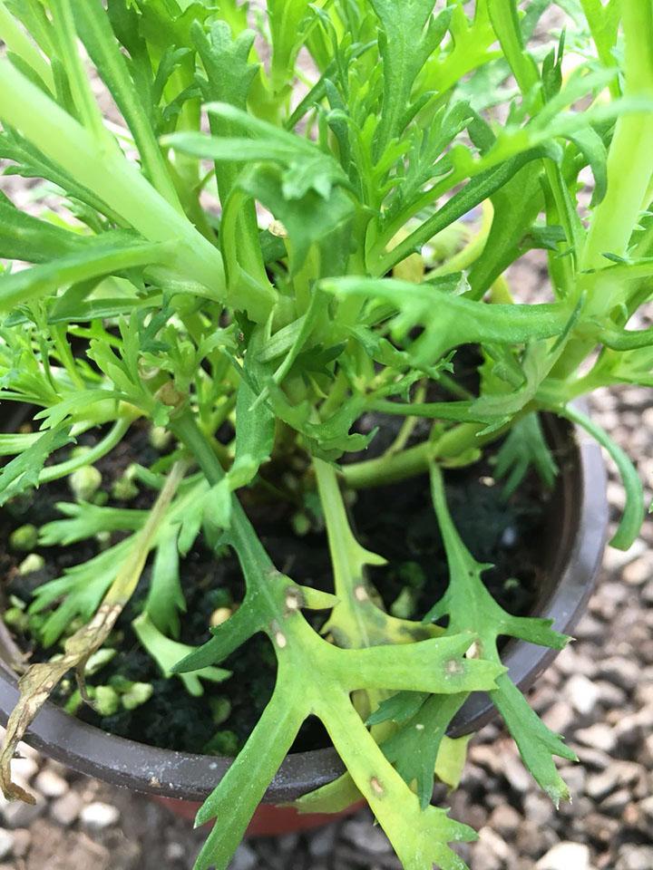 草花种植养护管理技术_种植草花养护管理技术要求_草花种植时的技术要点