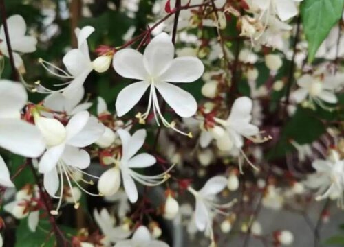 螺丝菜种植技术及管理技术_螺丝菜种植技术及管理