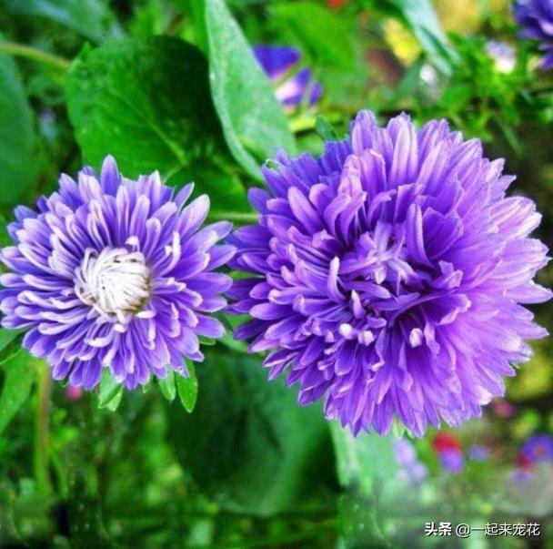 草花种植养护管理技术_种植草花养护管理技术规范_草花种植方案