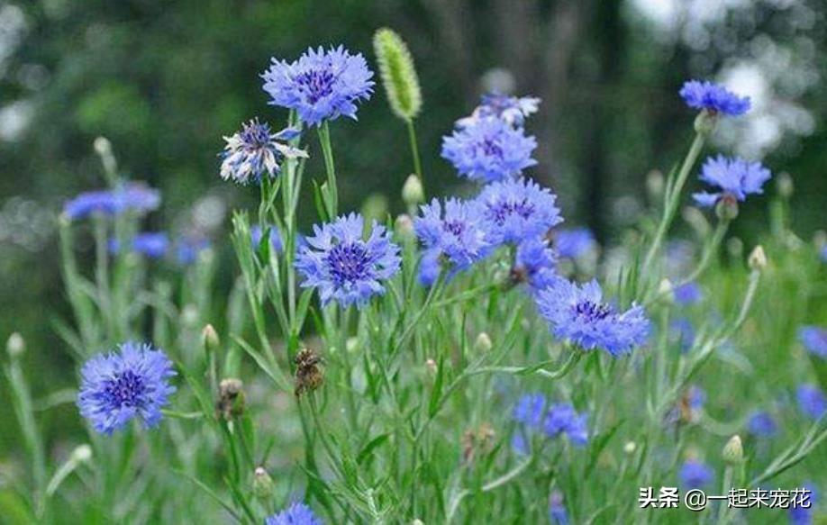 草花种植养护管理技术_草花种植方案_种植草花养护管理技术规范