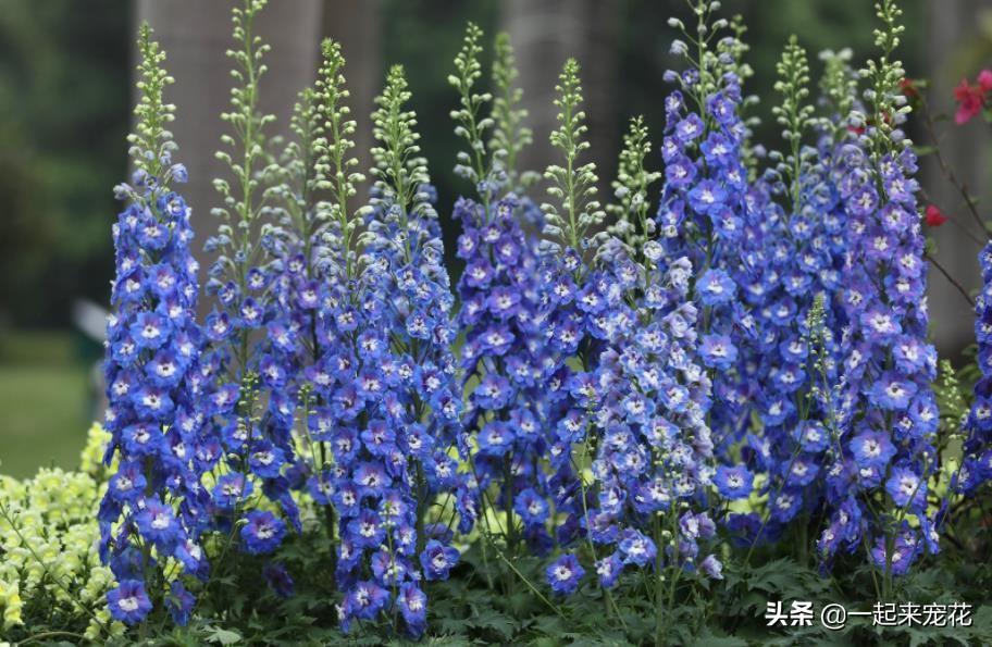 草花种植方案_草花种植养护管理技术_种植草花养护管理技术规范