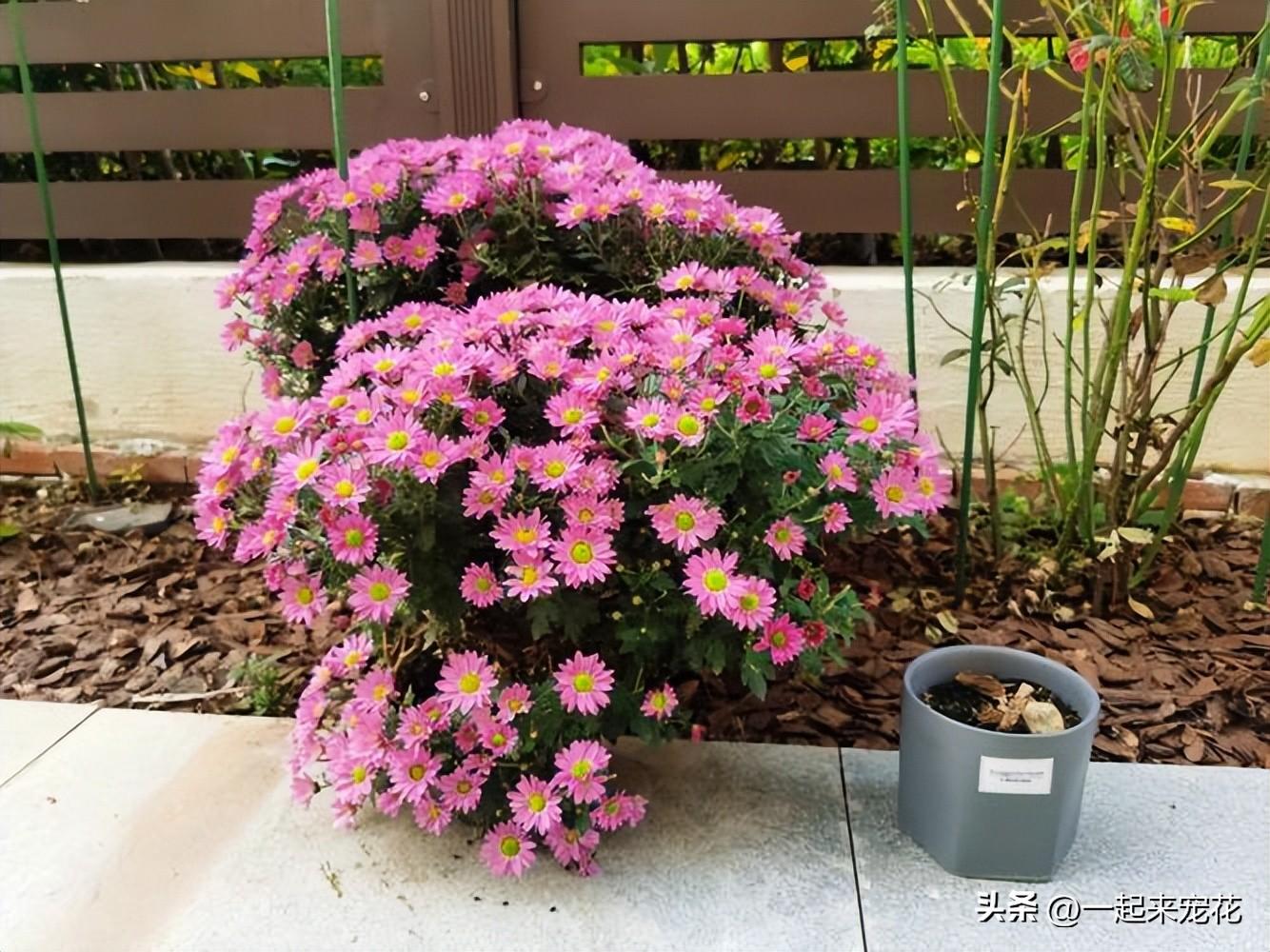 种植草花养护管理技术规范_草花种植养护管理技术_种植草花养护管理技术规程