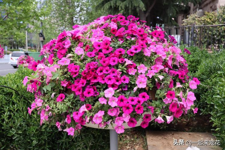 草花种植养护管理技术_种植草花养护管理技术规范_种植草花养护管理技术规程