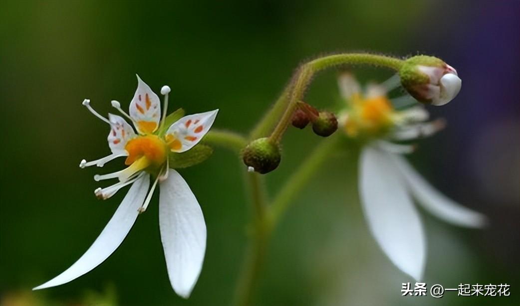 种植草花养护管理技术规范_种植草花养护管理技术规程_草花种植养护管理技术