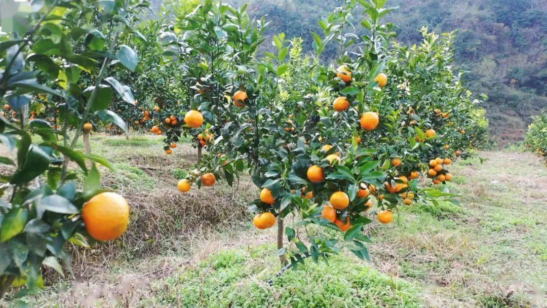 种植沃柑赚钱吗_种沃柑前景怎样_沃柑种植致富